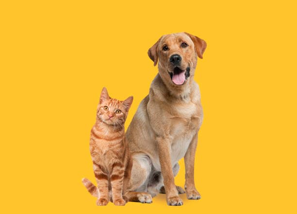 Cat Dog Image Classifier